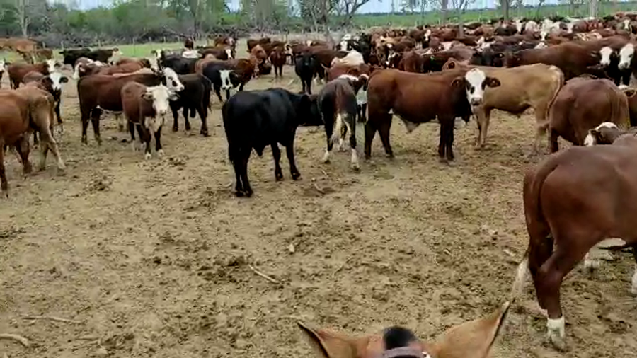 Lote 500 Novillitos en Rivadavia Banda Sur, Salta