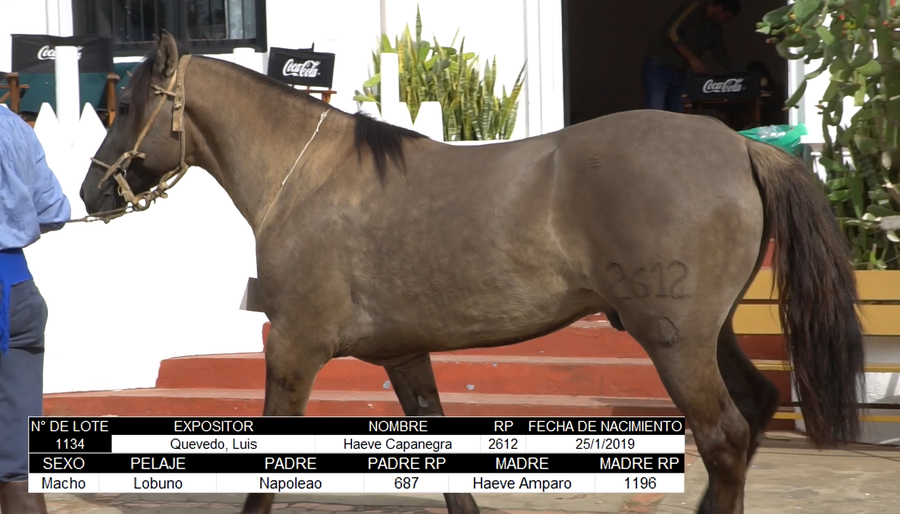 Lote CRIOLLOS EXPO INTERNACIONAL 2022 RP 2612- LOTE 12