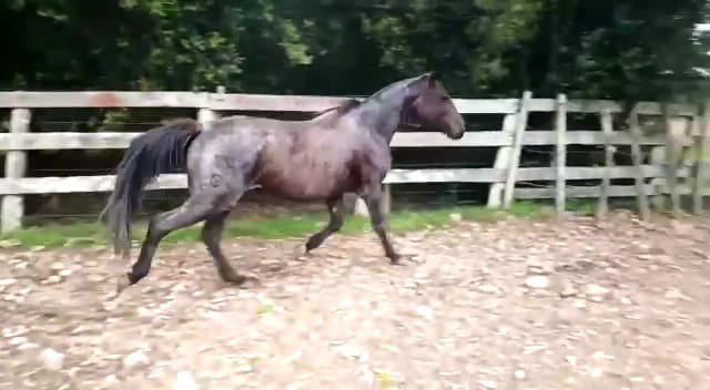 Lote Tacuara Los Corrales (RP 20) - Cabaña Los Corrales