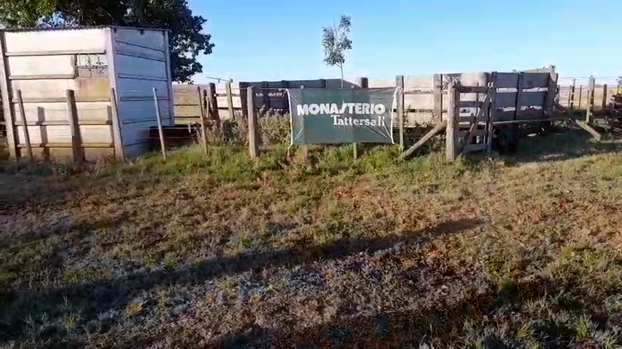 Lote 95 Terneras en Benito Juárez