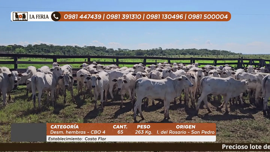 Lote 