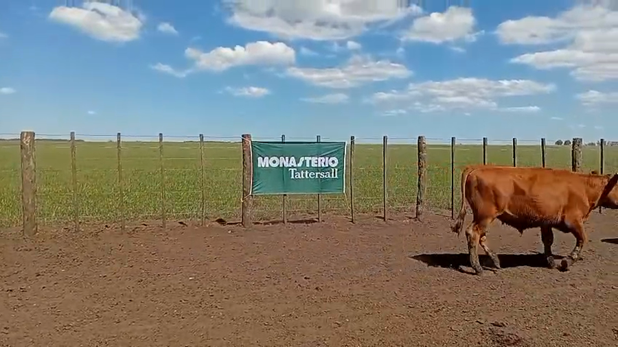 Lote 75 Novillitos en Benito Juarez