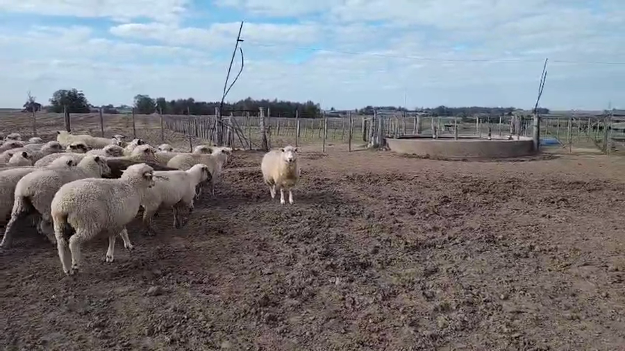 Lote 70 Ovejas a remate en Pantalla Camy, San José