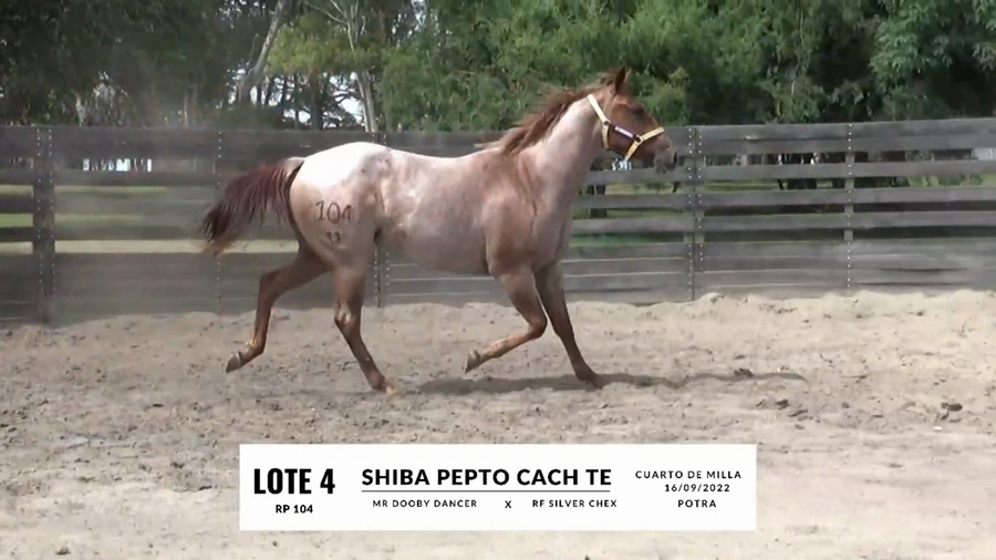 Lote SHIBA PEPTO CACH TE