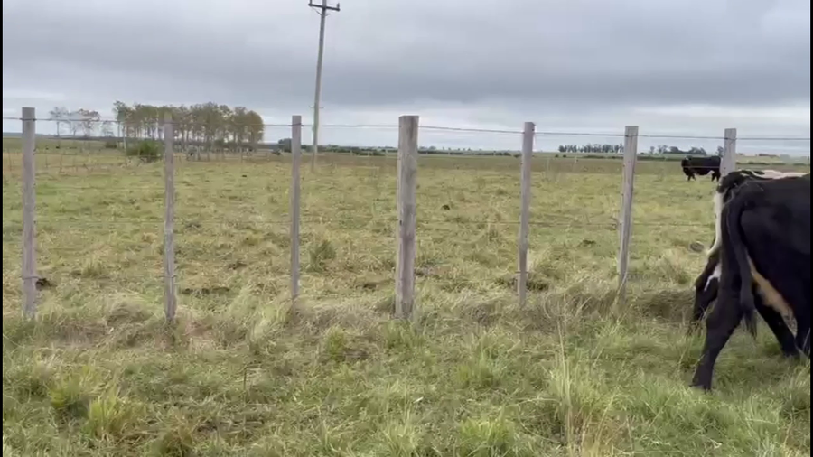 Lote VIENTRES ENTORADOS