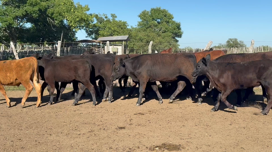 Lote 45 Terneros en Corrientes, Curuzú-Cuatiá