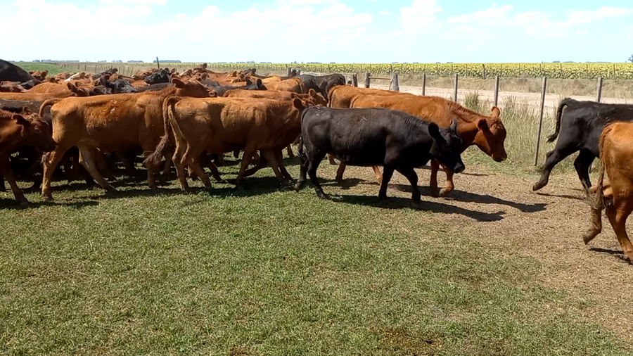Lote 60 Terneros en Buenos Aires, arboledas