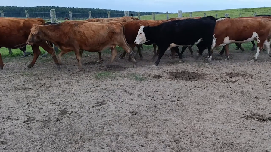 Lote 41 - Vientres Preñados