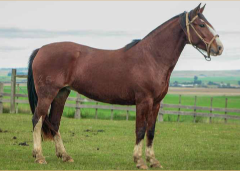 Lote OLVIDADA DE LA NATIVA