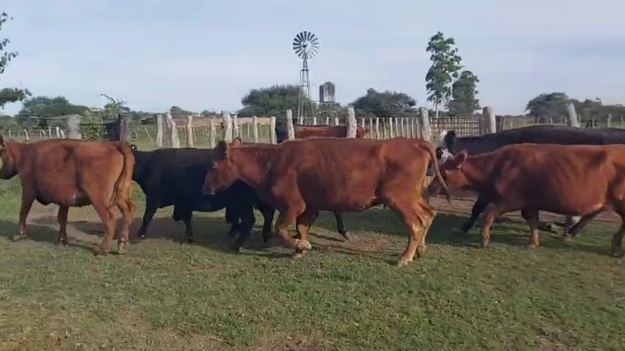 Lote 11 Vacas de invernar