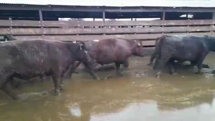 Lote 20 Novillo Gordo en Los Ángeles, VIII Región Biobío