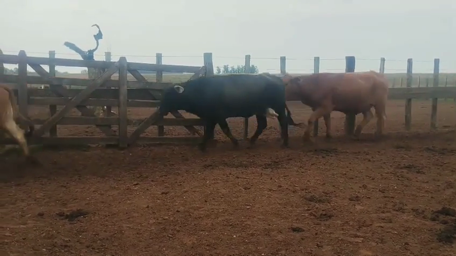 Lote 75 Vacas nuevas Preñadas