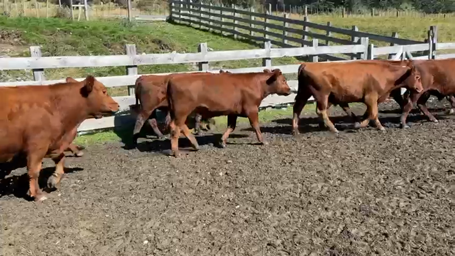 Lote 52 Novillo Engorda en XI Región Aysén, Río Ibáñez