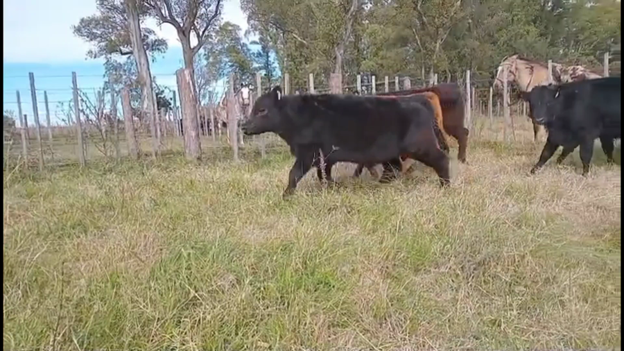 Lote 16 Terneros/as