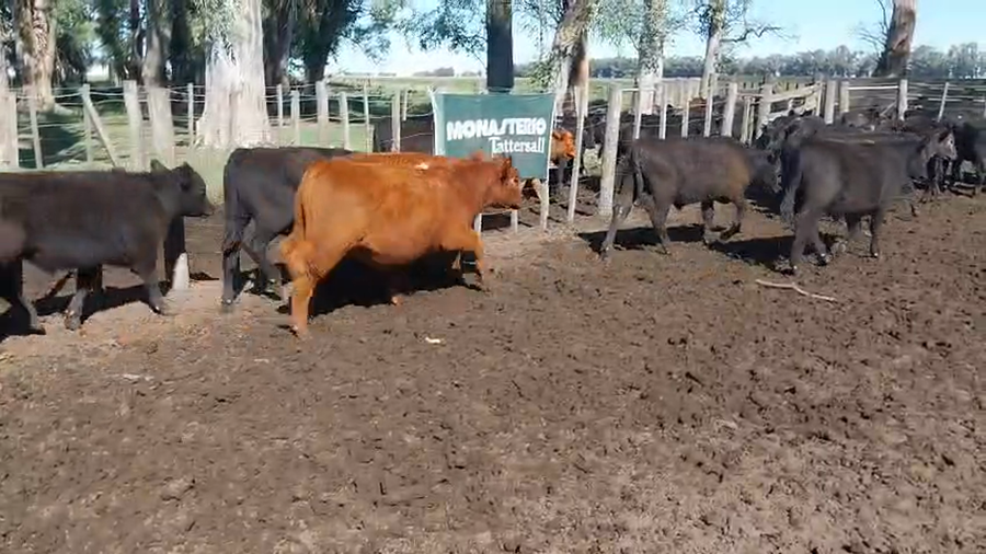 Lote 60 Terneros EN DAIREAUX