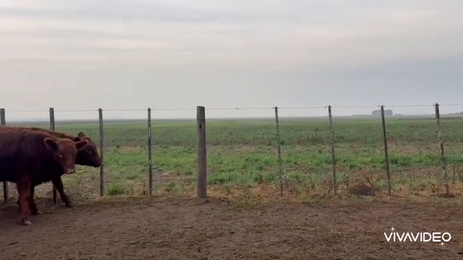 Lote 27 Terneros/as en Navarro, Buenos Aires