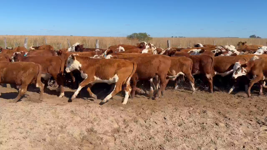 Lote 80 Terneros