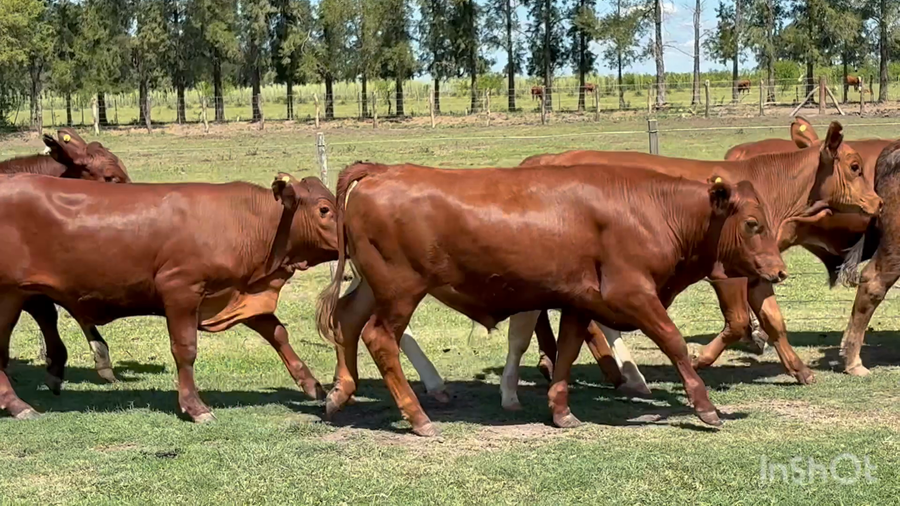 Lote 102 Terneros en Corrientes, Perugorría