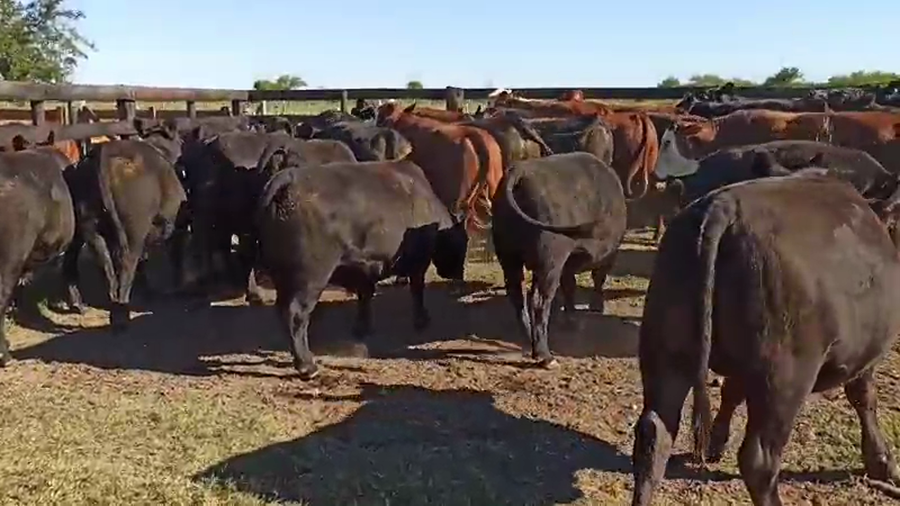 Lote 36 Novillos en Villaguay, Entre Ríos