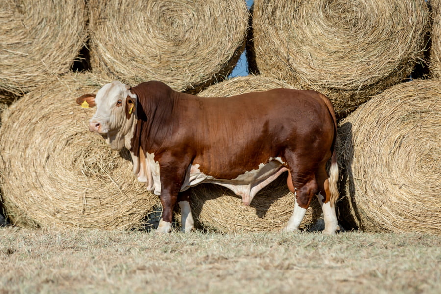 Lote Reproductores Altohondo - Lote 37