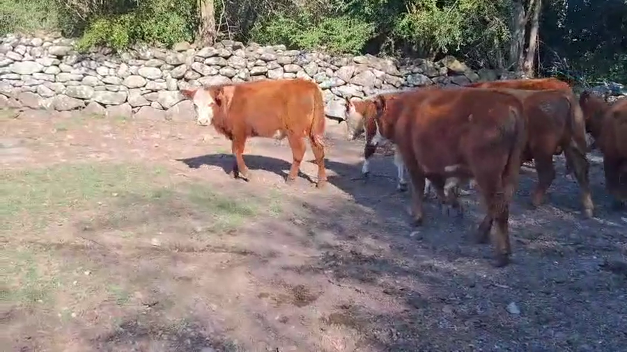 Lote 29 Terneros a remate en Pantalla Camy, Durazno