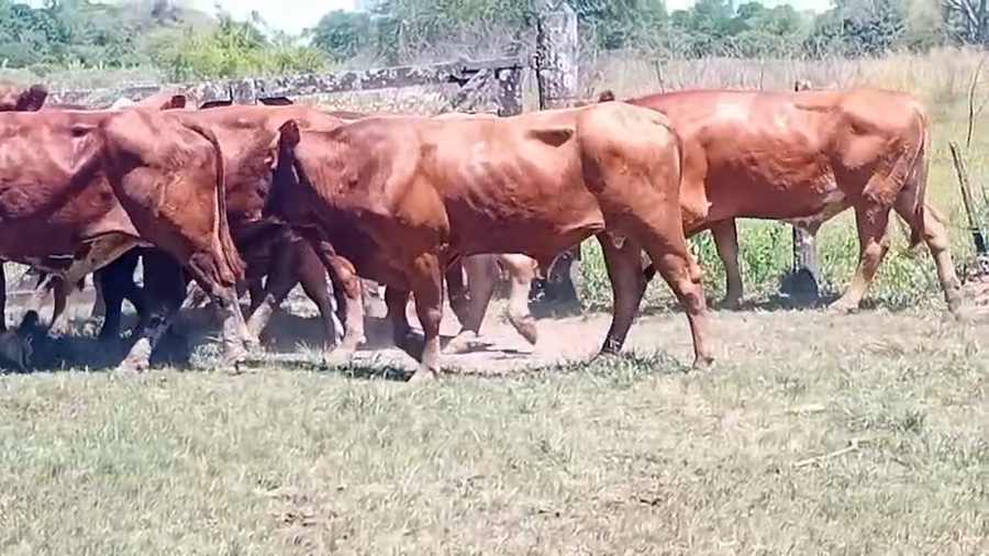 Lote 10 Toros de invernar en Chaco, Laguna Blanca