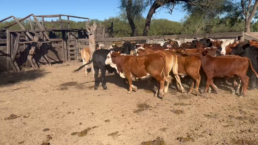 Lote 110 Terneros/as en Juan José Castelli, Chaco