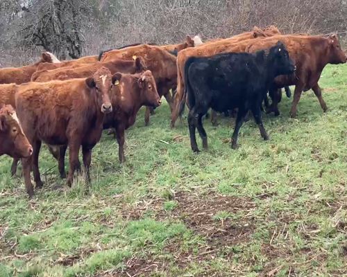 Lote 27 Novillo Engorda en Frutillar, X Región Los Lagos