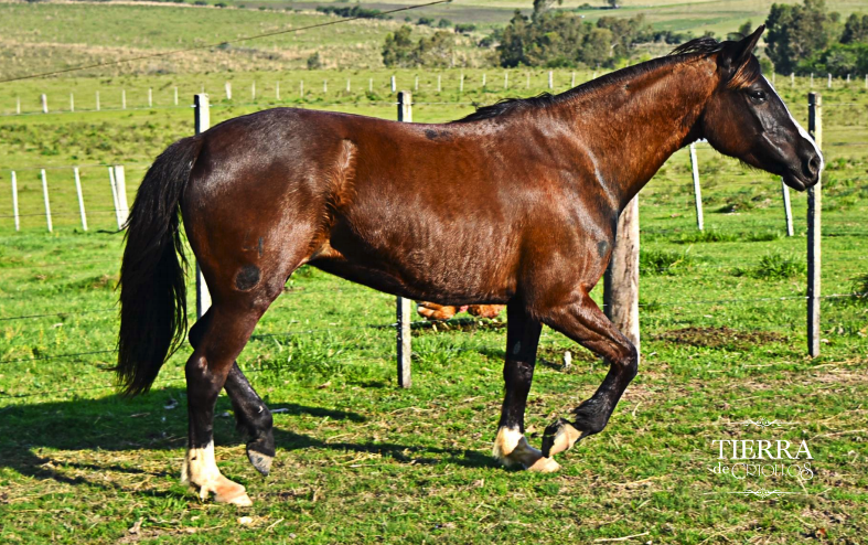 Lote Preferida la constancia