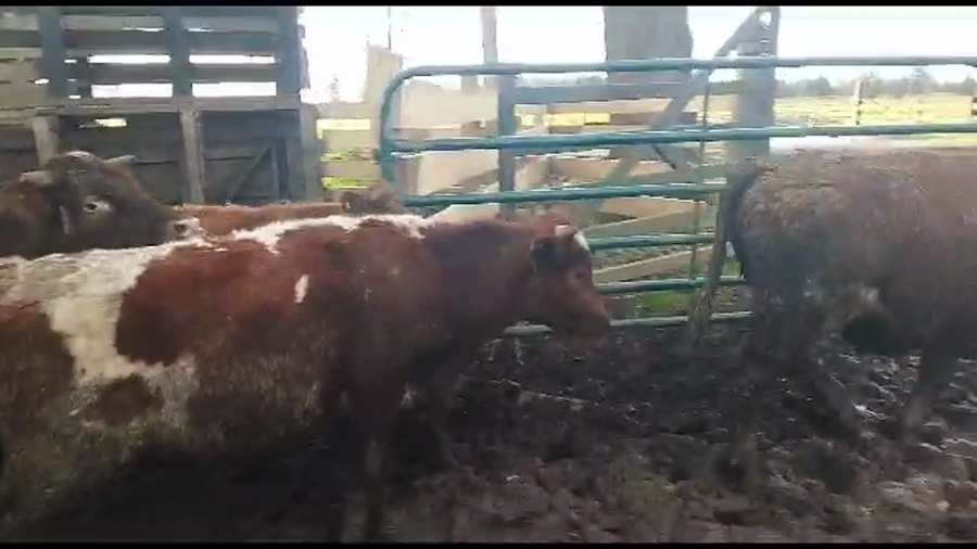 Lote 50 Novillo Engorda en Osorno, X Región Los Lagos