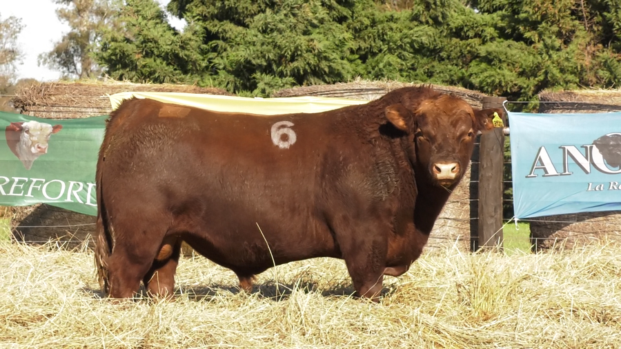 Lote TOROS ANGUS PURO CONTROLADO