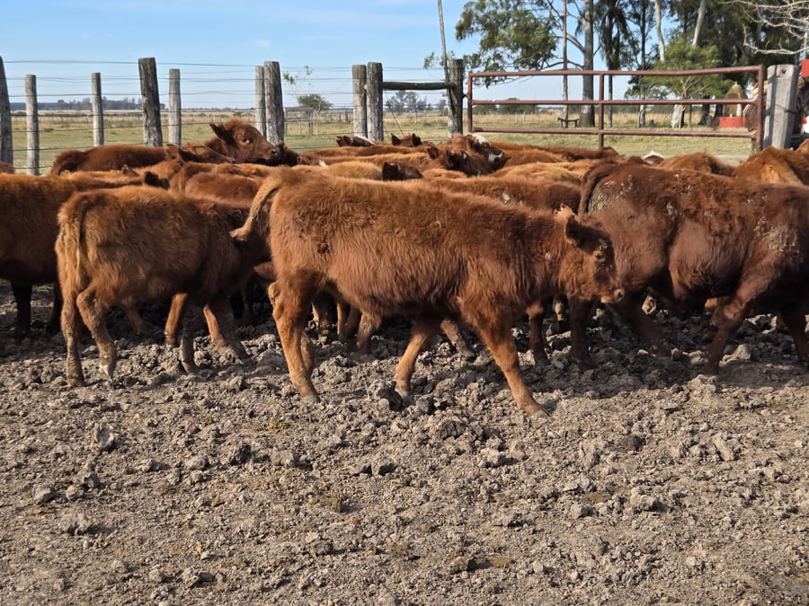 Lote 126 Terneros/as en Corrientes, Curuzu Cuatia
