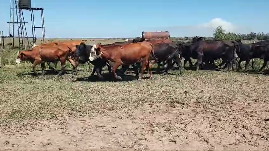 Lote 52 Vaquillonas en Santo Tomé, Corrientes