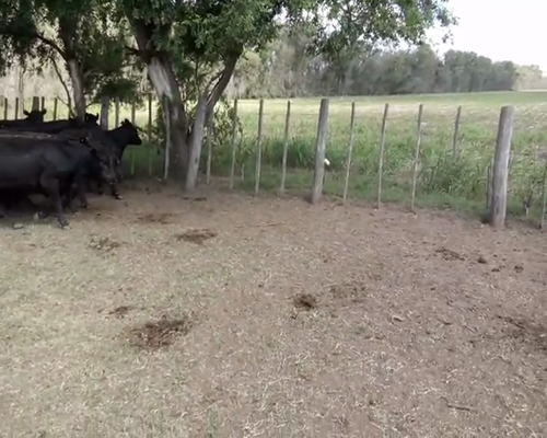 Lote 53 Vaquillonas Angus Negras de 280 Kg , en Ameghino, PBA.-
