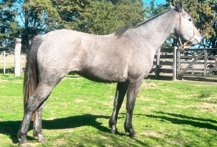 Lote CAMPERA RUMBEADORA