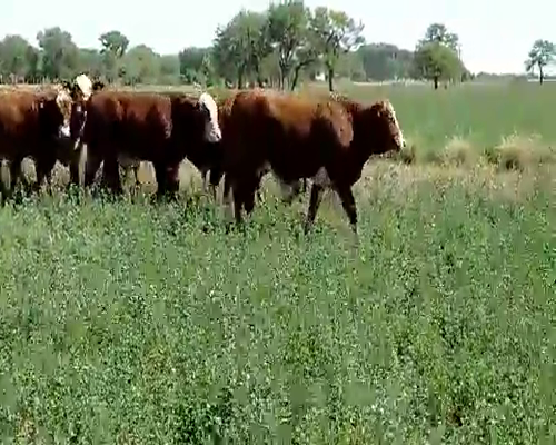 Lote 90 Novillitos en Villa Minetti, Santa Fe