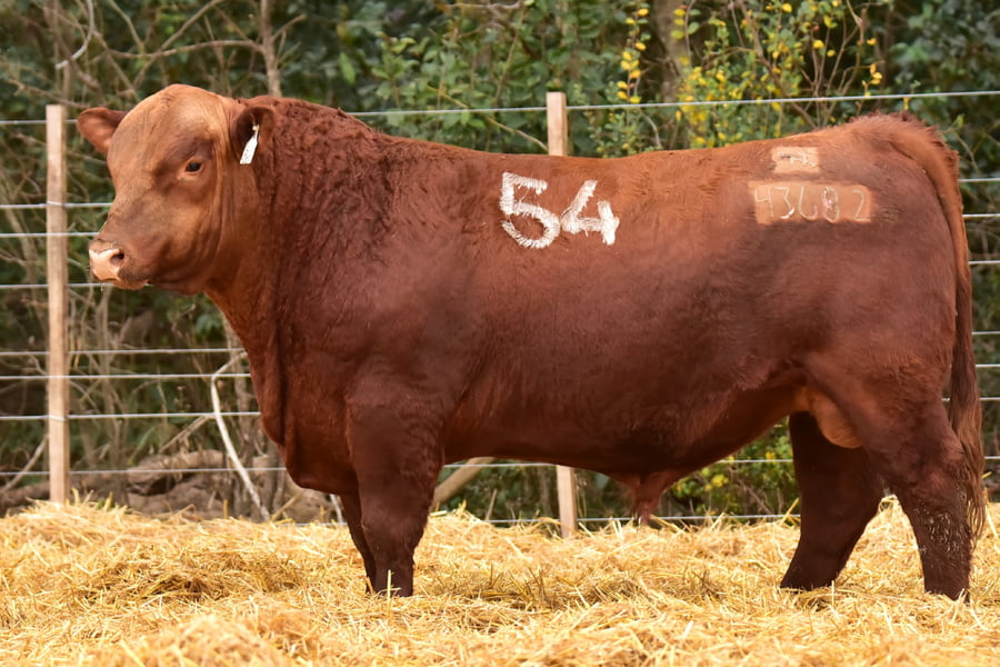 Lote TOROS ANGUS PC