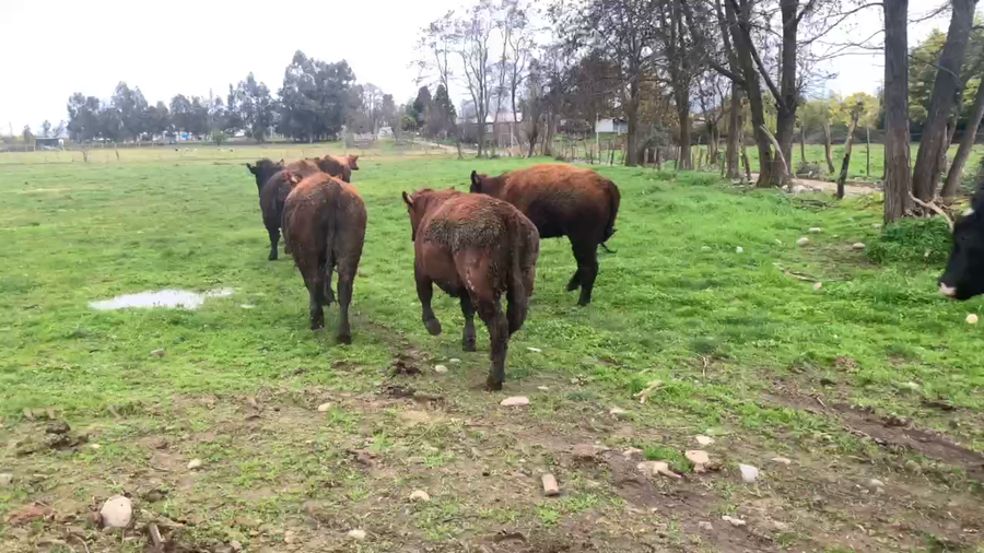 Lote 30 Novillo Engorda en Linares, VII  Región Maule