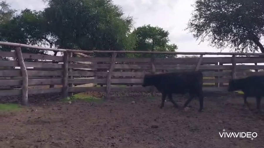 Lote 71 Terneros/as en Concordia, Entre Ríos