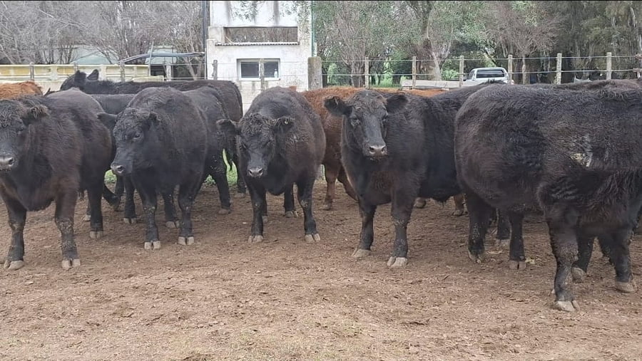 Lote 37 Novillitos Feed Lot