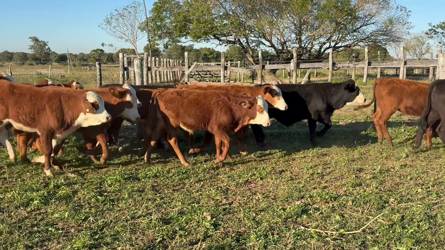 Lote 104 Terneros en Corrientes, San Cosme