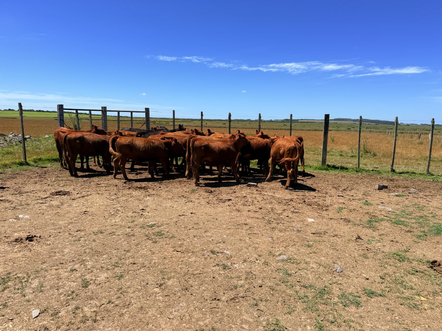 Lote Vaquillonas 1 a 2 años