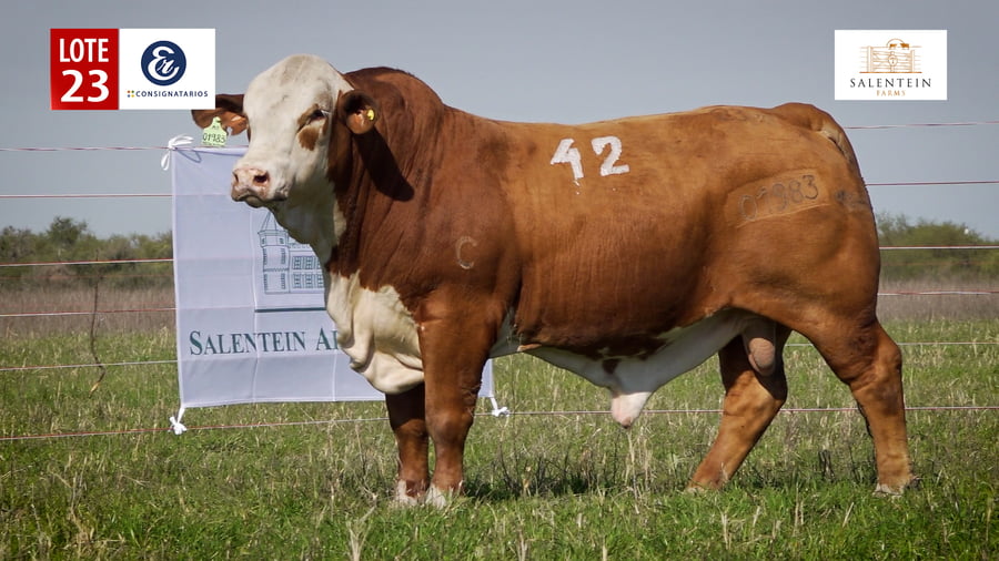 Lote LOTE 23 - TOROS BRAFORD NO. 42