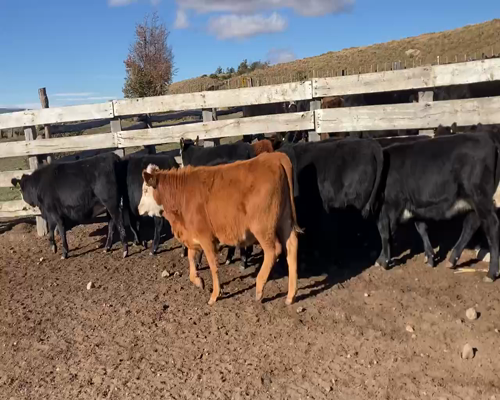 Lote 42 Ternera en XI Región Aysén, Coyhaique