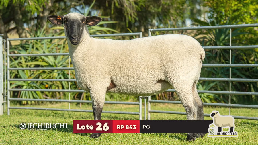 Lote LOTE 26