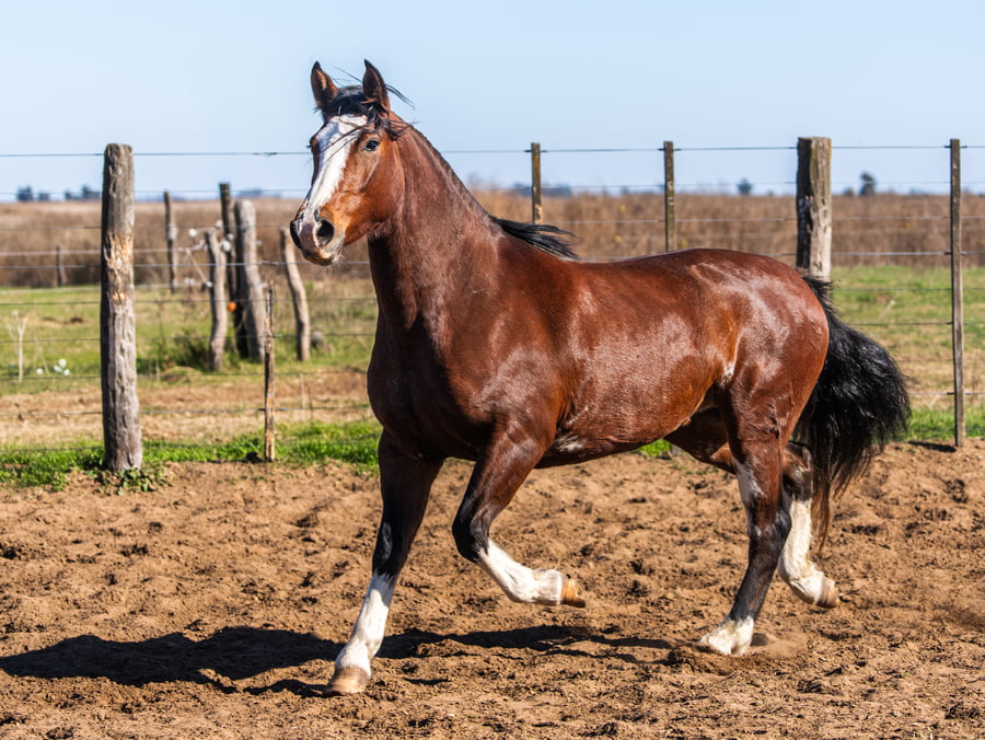 Lote Epumer Desterrada