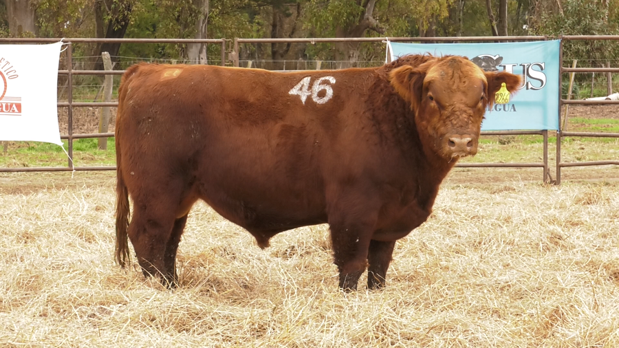 Lote TOROS ANGUS COLORADOS  PC