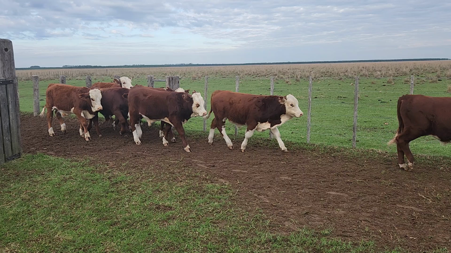 Lote 150 Terneros en Esquina, Corrientes