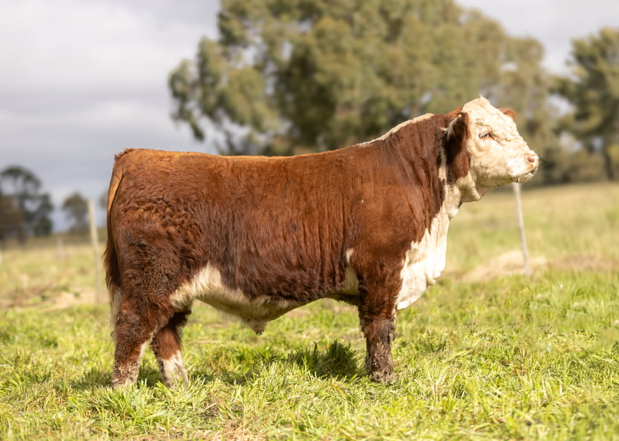 Lote Terneros PP