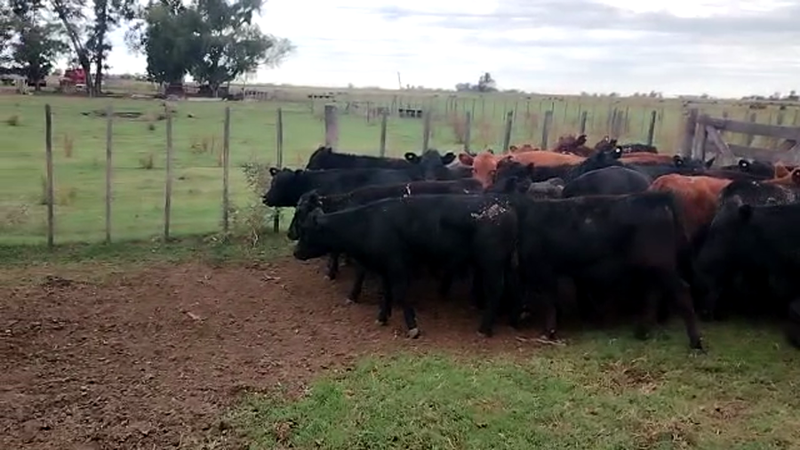 Lote 37 Terneros/as en Buenos Aires, Pehuajó